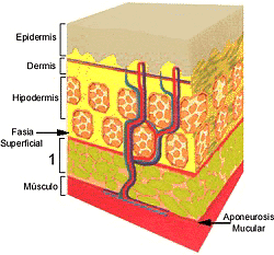 Esquema Anatmico